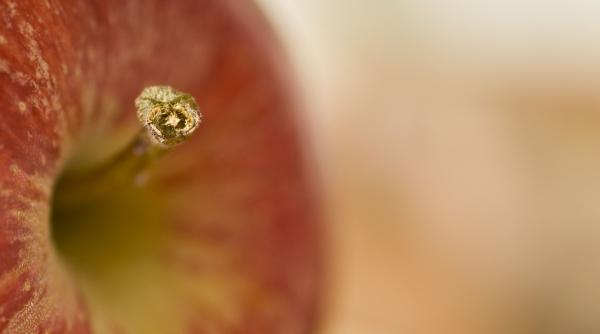 terapie intinerire celule stem mere