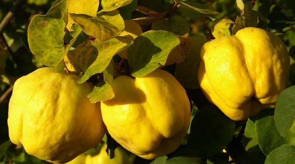 calitate extraordinara gutuie mihaela bilic lectie moderatie beneficii