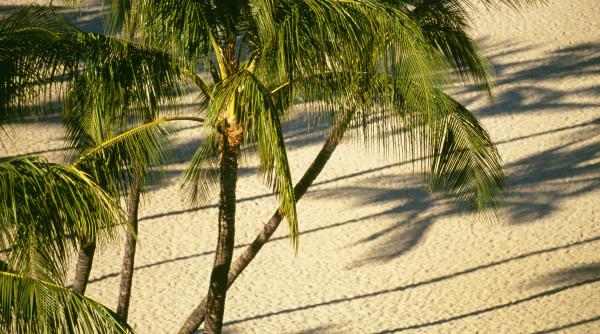 8 plante purificare aer locuinta