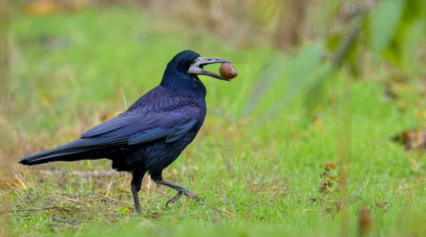 tur ornitologic ghidat gratuit parc national vacaresti