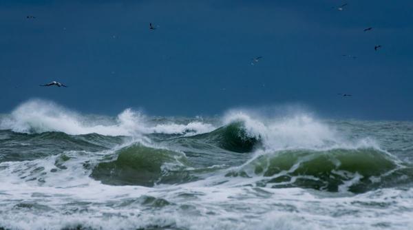 cod galben vant puternic