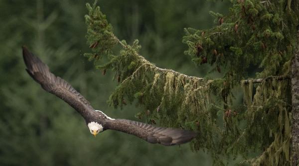 cel mai mare brad europa