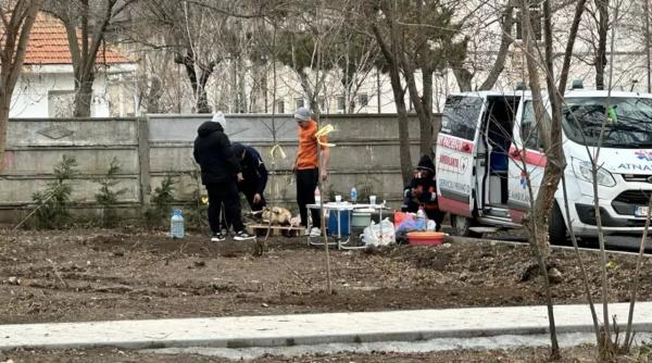 incredibil porci plimbati cu ambulanta si sacrificati intr un parc din constanta