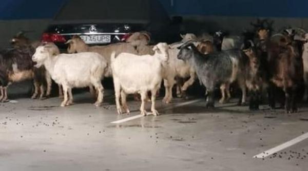 peste 50 capre evacuate mall targu jiu