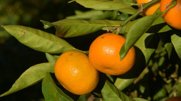 beneficii mandarine sanatate atentie