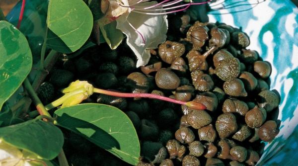 capere beneficii sanatate atentie efecte adverse