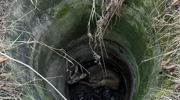 caprior fantana salvare