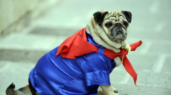 32 motive caini mai buni pisici animal casa