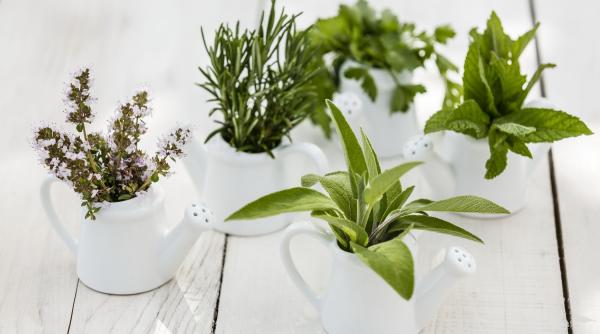 planta medicinala tine paianjenii departe casa