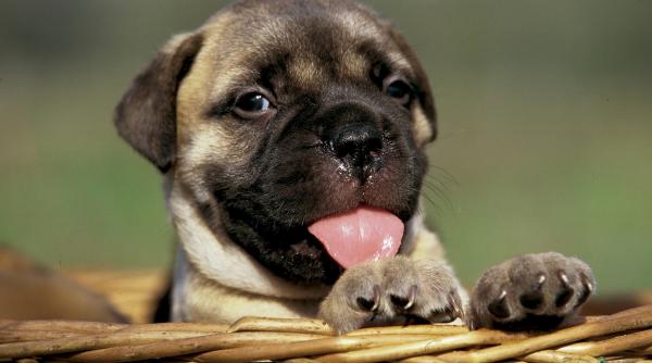 grija caine artificii revelion