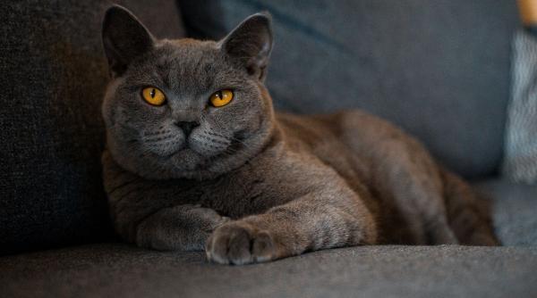 cele mai iubite rase pisici 2023 british shorthair