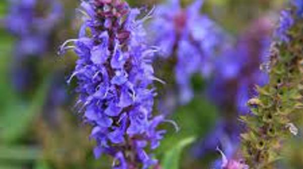 planta bunastare familie