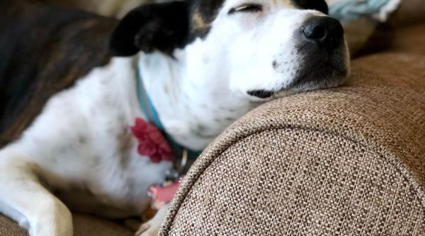 vise caini gesturi sunete cosmaruri