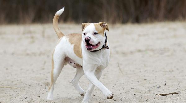 doi caini amstaff speriati petarde strazile capitalei