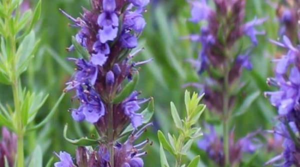 isop planta sfanta biblie bunastare sanatate beneficii plantata gradina