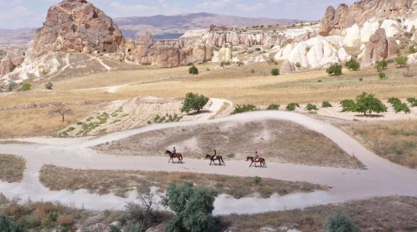 planta miraculoasa grecia antica gasita dupa 2000 ani
