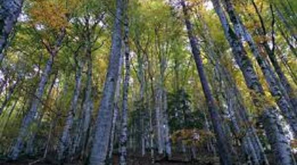 romania paginile publicatiei the new york times