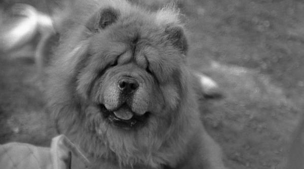 10 rase caini cu cea mai scurta viata