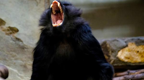 blue monday 2024 trista zi demontata psihologi campanie marketing absurda