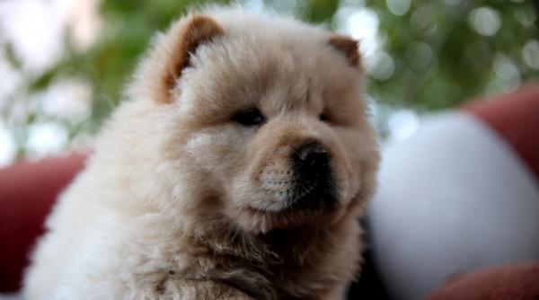 11 rase caini limba albastra