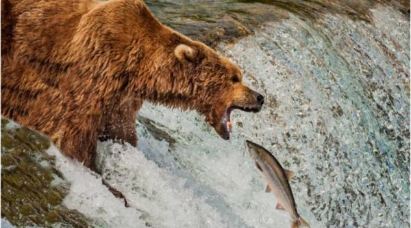 urs pescar pastravarie apuseni ferma tona peste