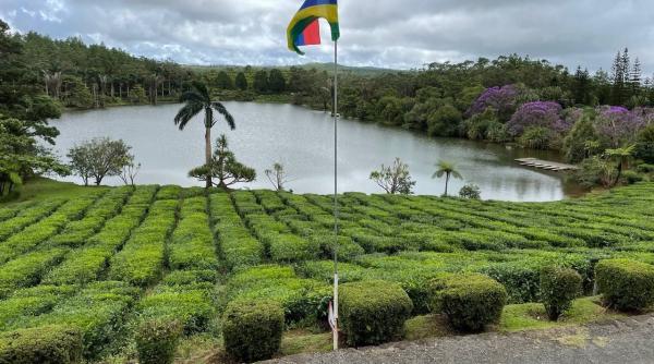 plan reinviere pasare disparuta insula mauritius