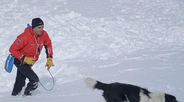 border collie caine salvamont caine salvator salvamont