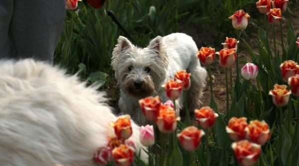 7 cele mai curate rase de caini