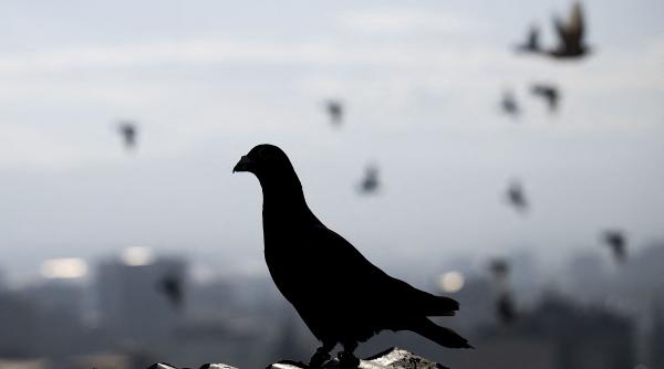 porumbel suspectat spionaj china captivitate india