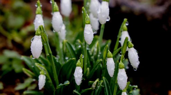 9 cele mai romantice flori primavara oferi ziua indragostitilor