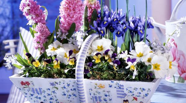 7 cele mai frumoase flori plantezi gradina februarie