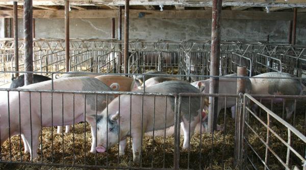 ajutor bani crescatori pasari porci romania