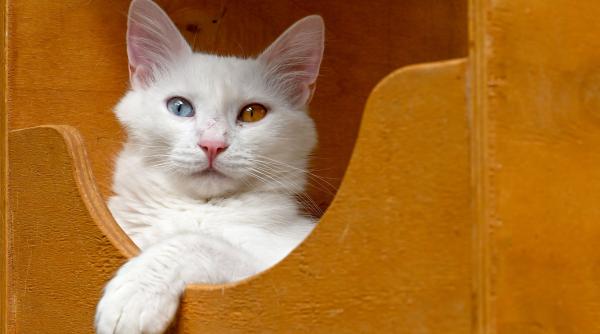 pisica ignora stapan cearta boacane ton voce limbaj corporal