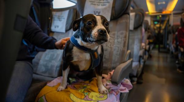 cod rutier 2024 regula transport animale companie amenzi uriase soferi