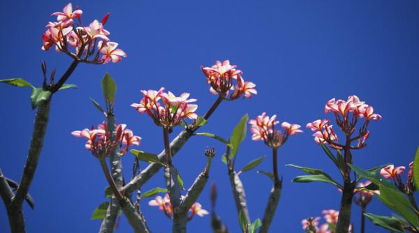 ce flori nu oferi 1 8 martie