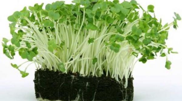 cresonul nasturel nutrienti aromat verdeturi