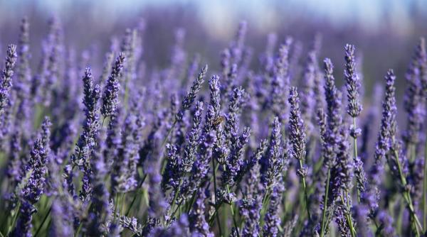 4 metode revigorare lavanda