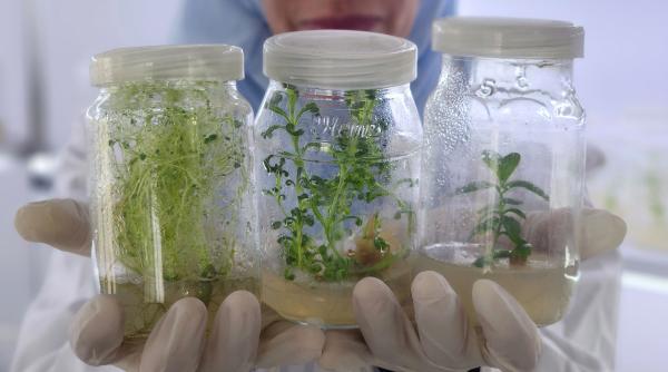 stevia beneficii organism atentie riscuri sanatate