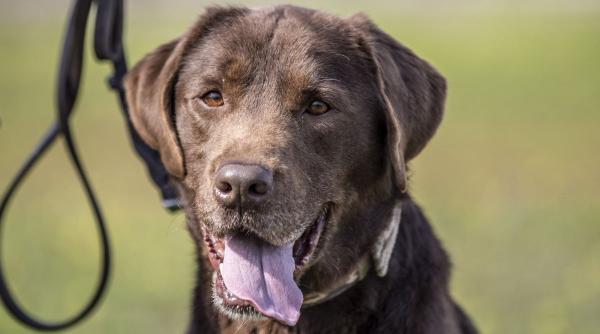 5 rase caini topesc inima