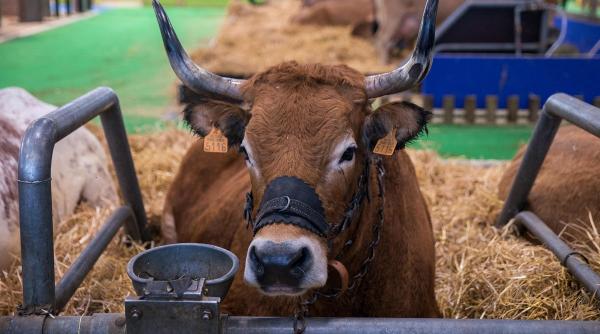 vaca modificata genetic insulina umana lapte