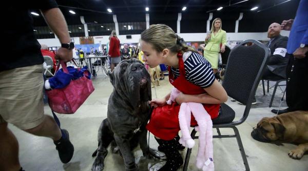 7 rase caini blanzi uriasi