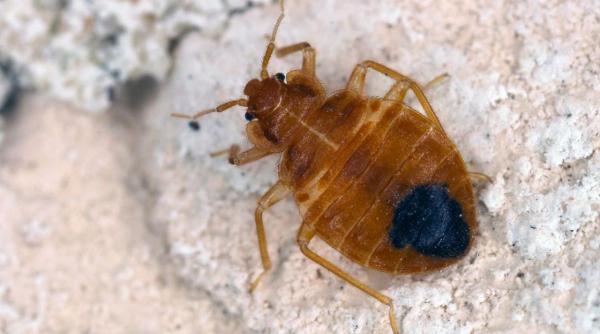 rafila plosnite sectorul 5 sectorul 4