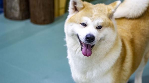 10 cele mai linistite rase caini paza