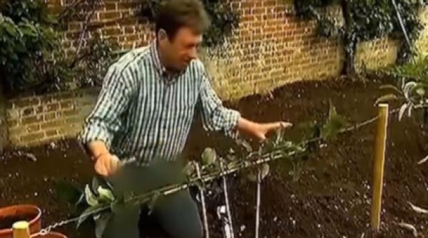 televiziune coreea cenzurat blugi realizator gradinarit bbc