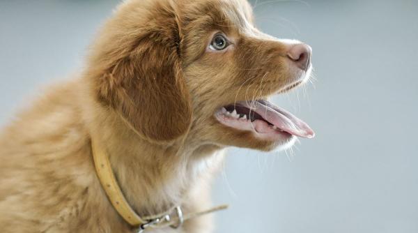 10 rase caini mai putin cunoscute