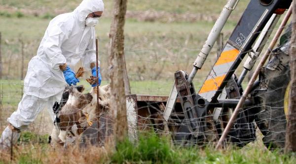 tari gripa aviara cazuri focare pasari salbatice