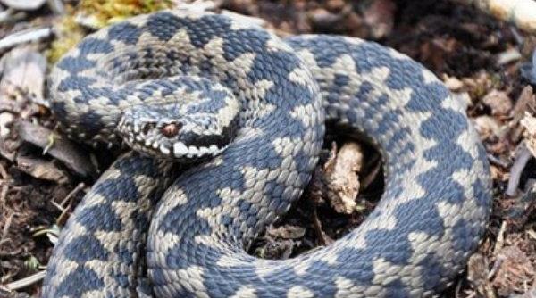 vipere salvamont turisti