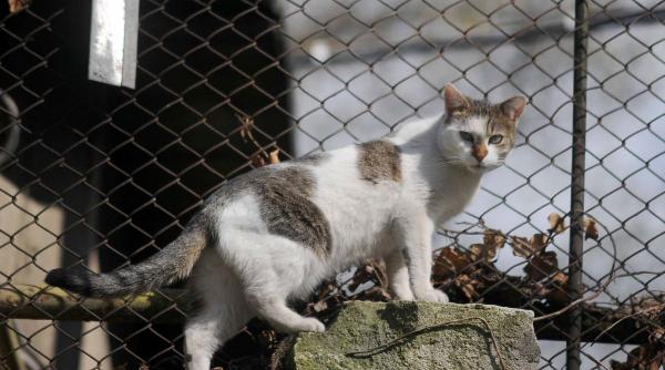 veterinari instante proiect lege buget vaccinare caini pisici