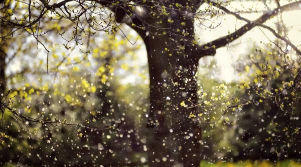 copac plop interzis plantat gradina pericol sanatate