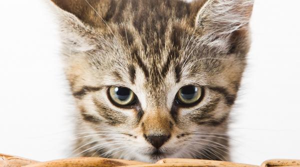 atentie hrana pisicii aliment moarte